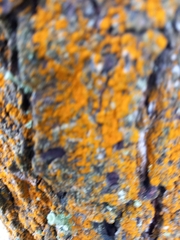 Trentepohlia aurea