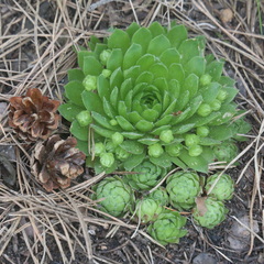 Sempervivum globiferum