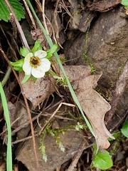 Potentilla sterilis