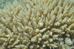 Acropora tenuis