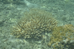 Acropora tenuis