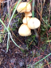 Hypholoma capnoides