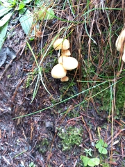 Hypholoma capnoides