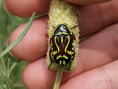Eupoecila australasiae