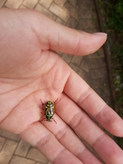 Eupoecila australasiae