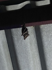 Cynopterus brachyotis