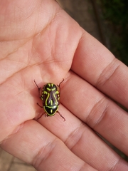 Eupoecila australasiae
