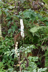 Actaea simplex