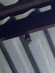 Cynopterus brachyotis