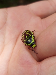 Eupoecila australasiae