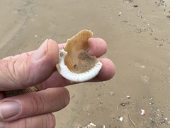 Semicassis granulata