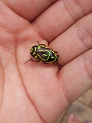 Eupoecila australasiae