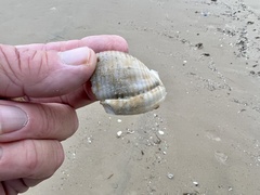 Semicassis granulata