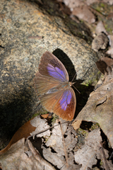 Arhopala bazalus