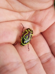 Eupoecila australasiae