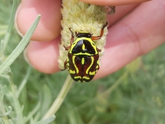 Eupoecila australasiae