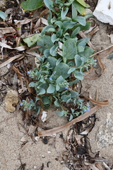 Mertensia simplicissima