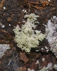 Lecanactis mollis