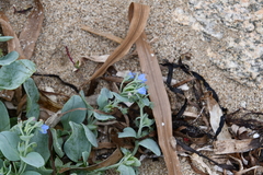 Mertensia simplicissima