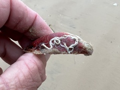 Modiolus americanus