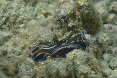 Philinopsis speciosa