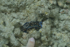 Philinopsis speciosa