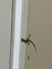 Hemidactylus mabouia