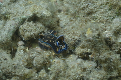 Philinopsis speciosa