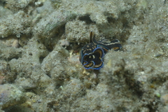 Philinopsis speciosa