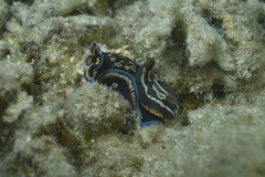 Philinopsis speciosa