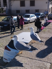 Larus michahellis