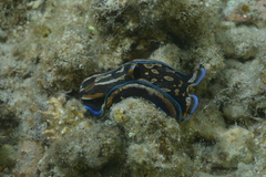 Philinopsis speciosa