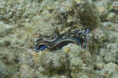 Philinopsis speciosa