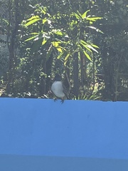 Tyrannus caudifasciatus