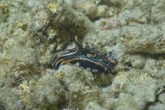 Philinopsis speciosa