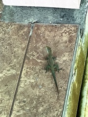 Anolis conspersus