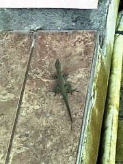 Anolis conspersus