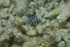 Philinopsis speciosa