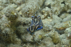 Philinopsis speciosa