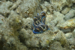 Philinopsis speciosa