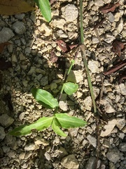 Commelina erecta