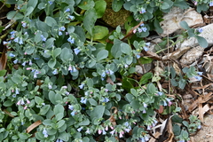 Mertensia simplicissima
