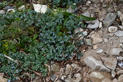 Mertensia simplicissima