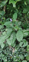 Acanthoideae