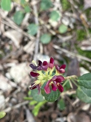 Alysicarpus vaginalis