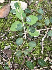 Alysicarpus vaginalis