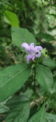Acanthoideae