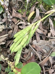 Alysicarpus vaginalis