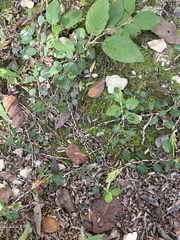 Alysicarpus vaginalis