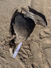 Macronectes giganteus